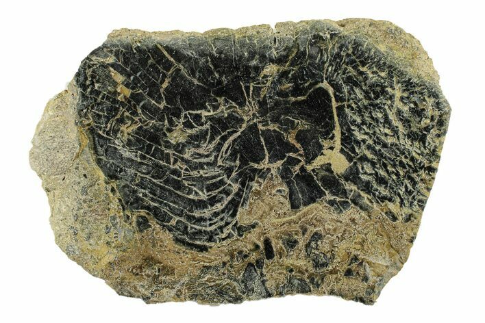 Polished Petrified Wood Limb Round - Indonesia #271470